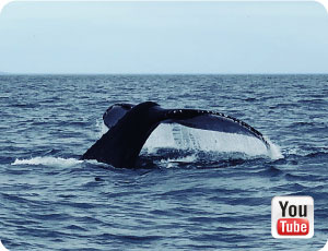 Baleine à Tadoussac